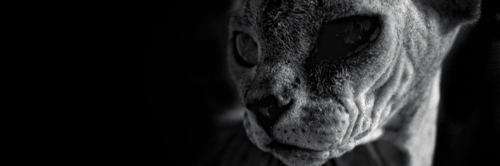 alexandra96org's profile banner image