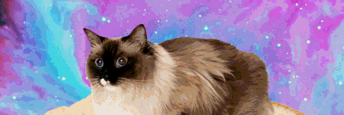 CharlotteSpice's profile banner image