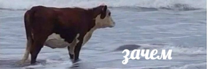 scyser's profile banner image