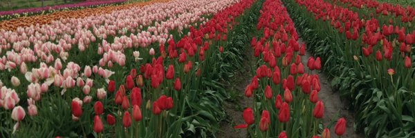 kkazora Profile Banner