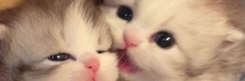 NaL_Avvy's profile banner image