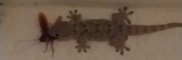 SlapThatTweet Profile Banner