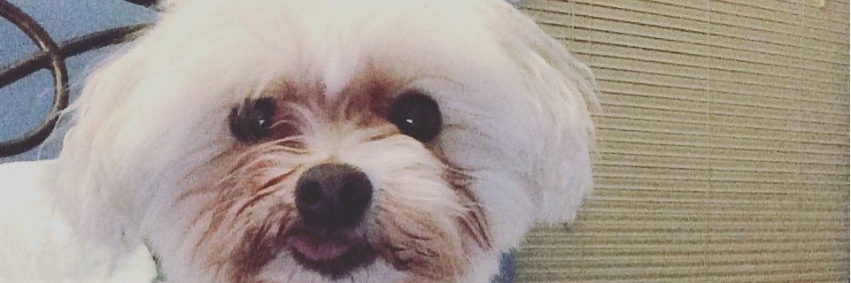 jessaroo2's profile banner image