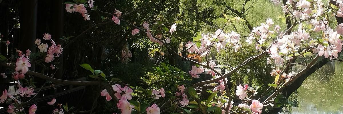 imnotcatiee's profile banner image
