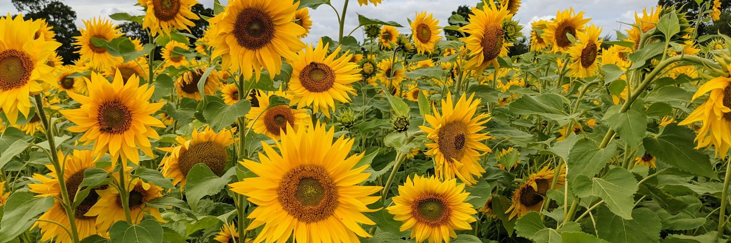 Keir 👨🏻‍🌾@keirsnelling@infosec.exchange banner