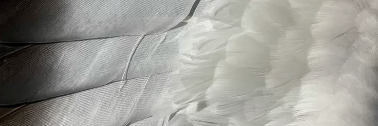 r1meko's profile banner image