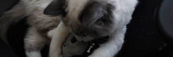 aennisii Profile Banner