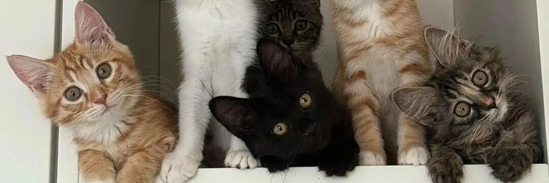 暗网福利中心 banner