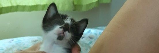 your_ebbot's profile banner image