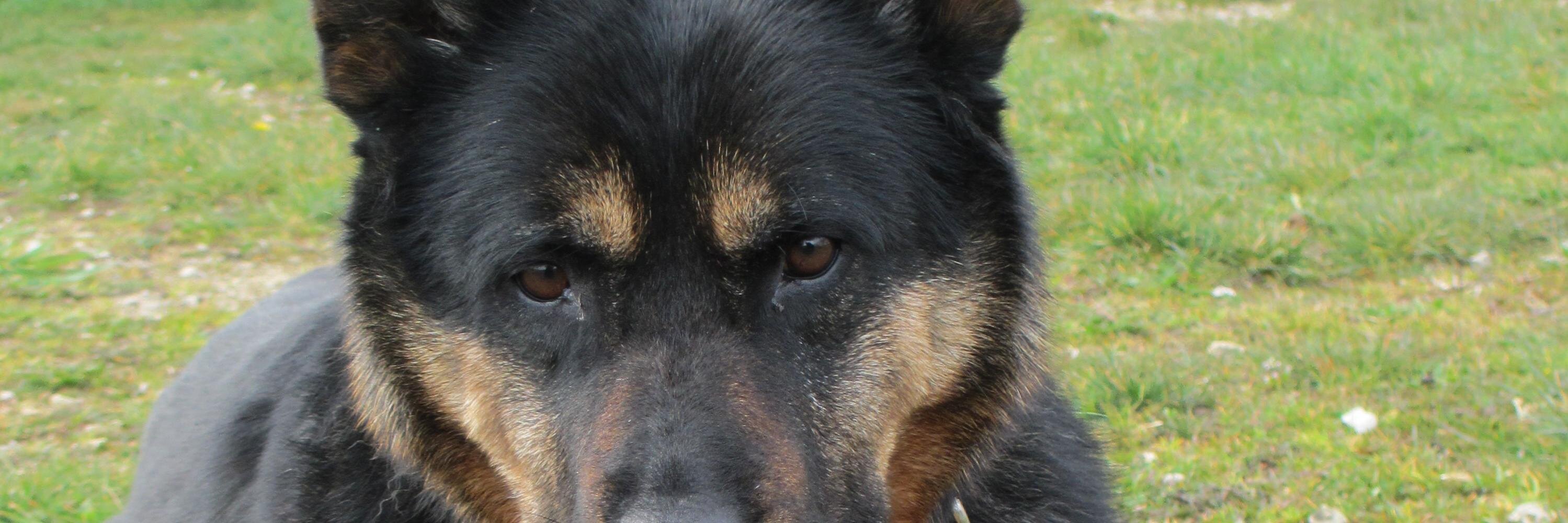 refugemontgeron's profile banner image