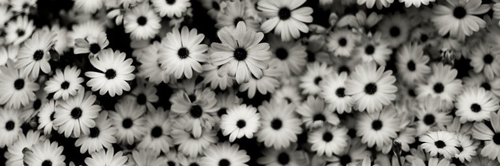 alexandra_lamas's profile banner image