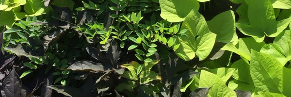 TertiusIII Profile Banner