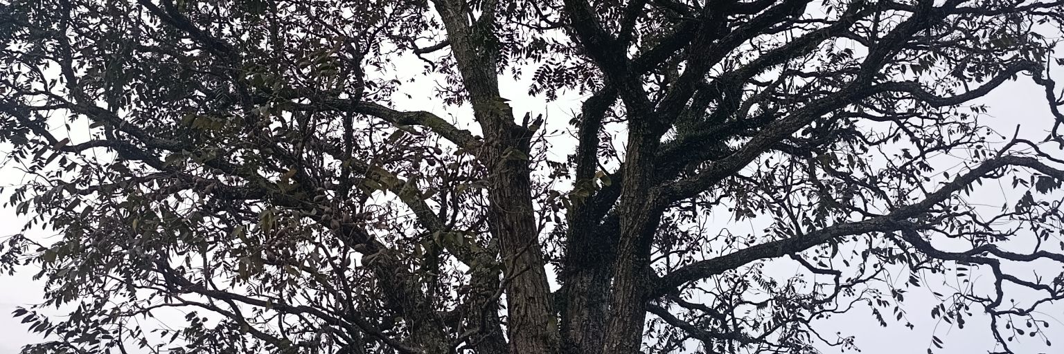 muquiroca's profile banner image