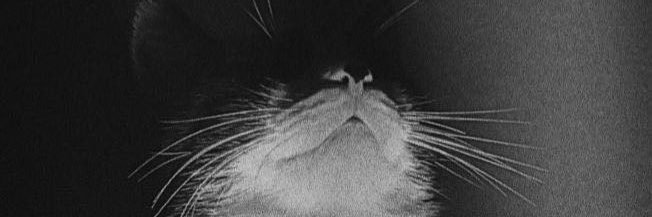 cemreciceek's profile banner image