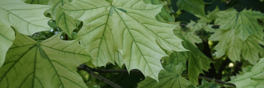 jnfrarnott's profile banner image