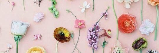 AllisonFrances's profile banner image