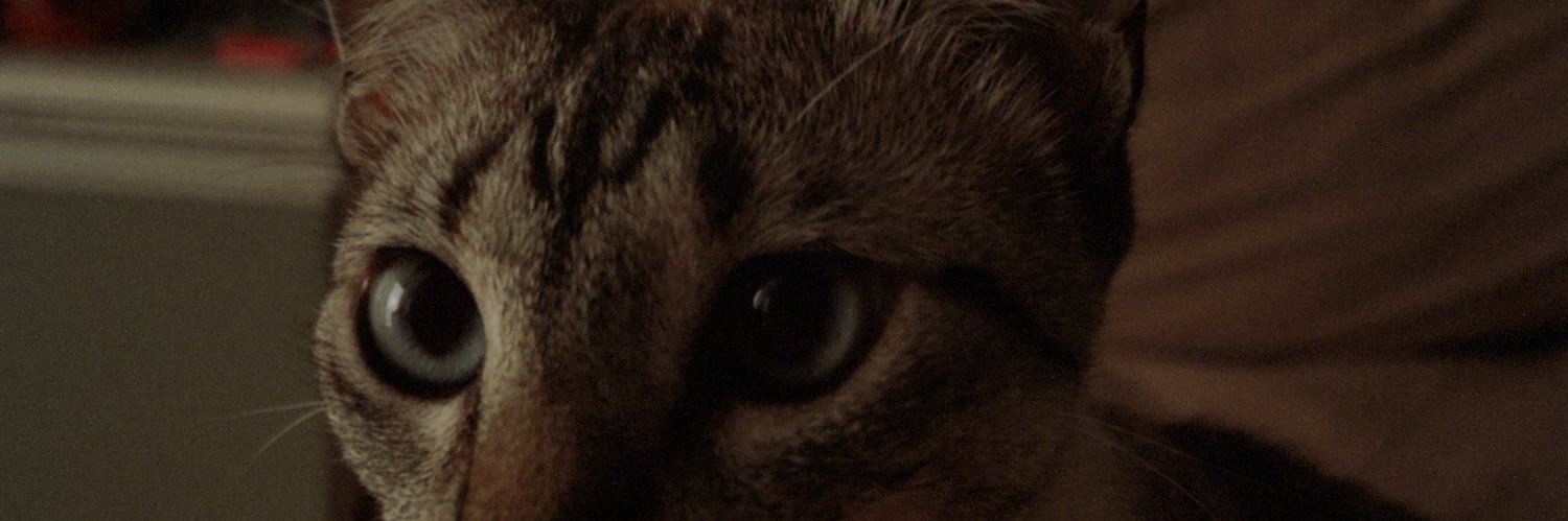 Gibasneless's profile banner image