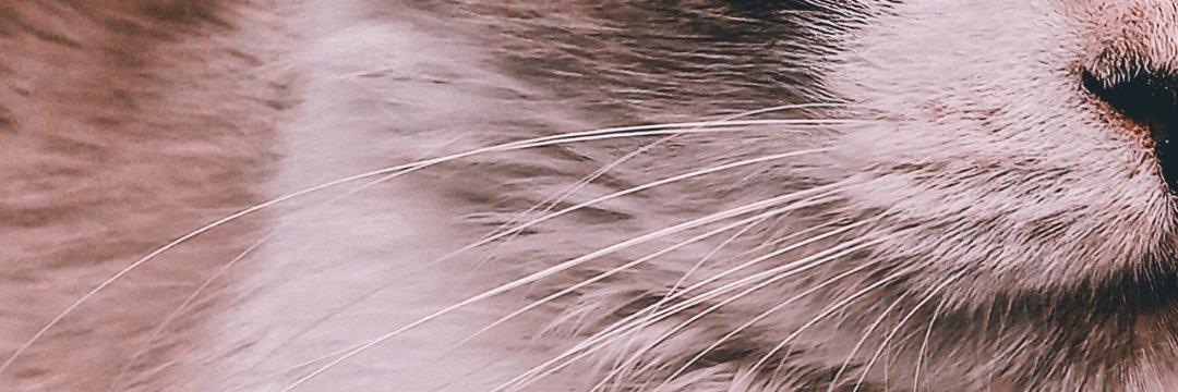 Claudisson Xavier banner