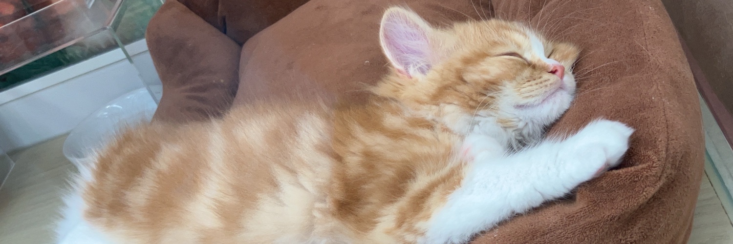 ☀️みるきー☔️ banner