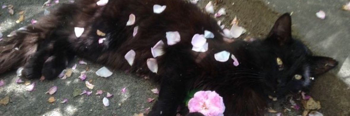 non banner