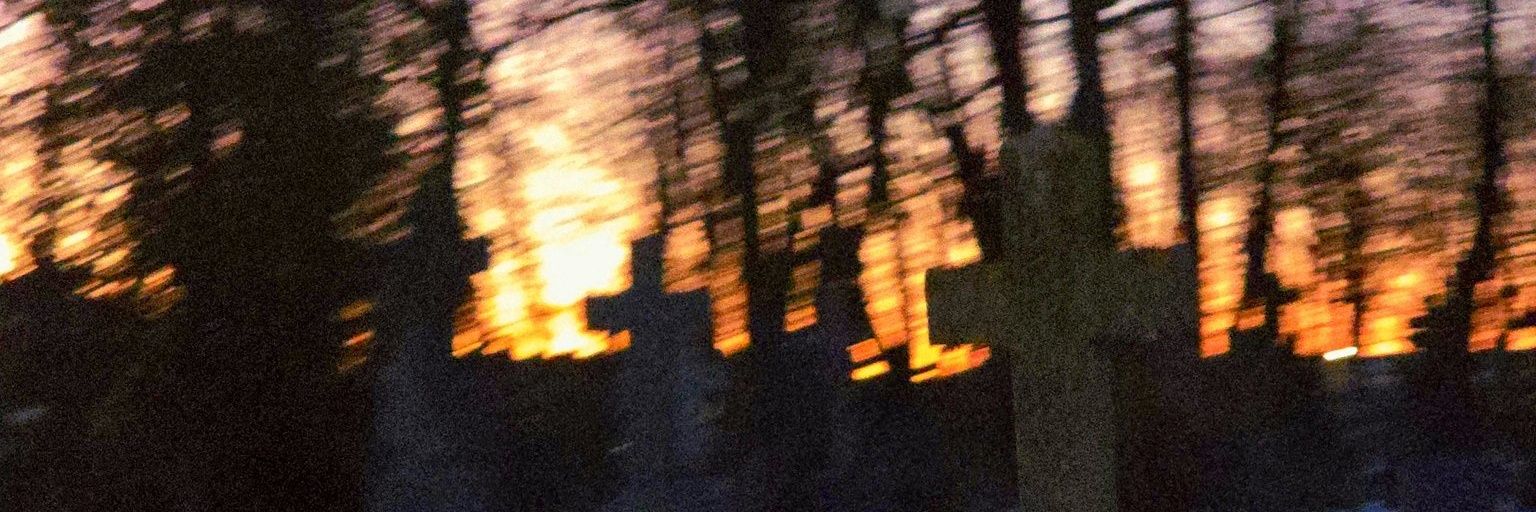 vendedora de palmito ꑭ🍄 banner