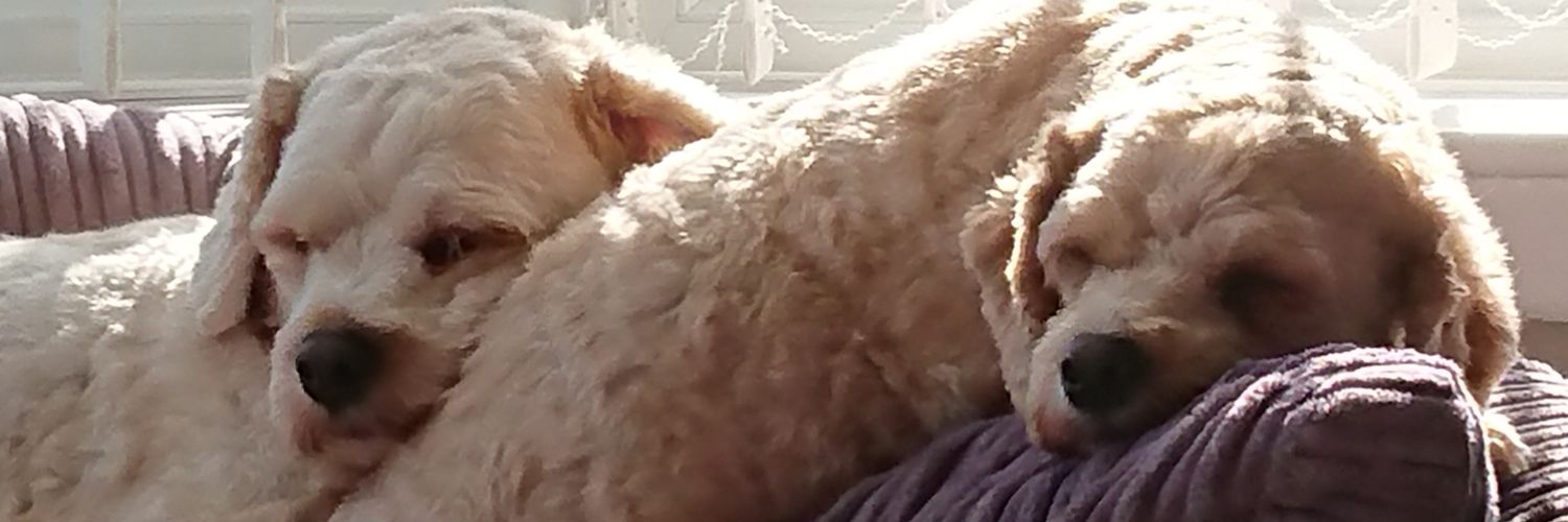 foxhoundmac's profile banner image