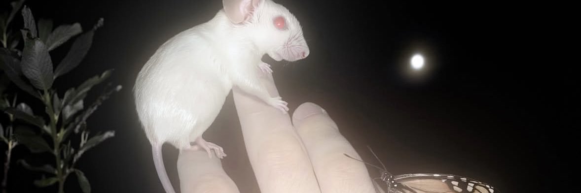 Bell 🇻🇪 banner