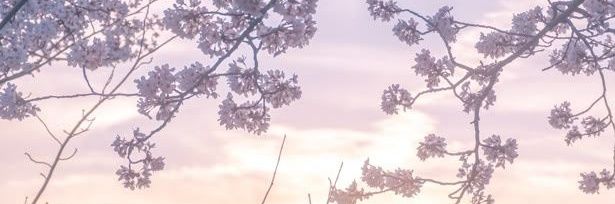 setsuwwq's profile banner image