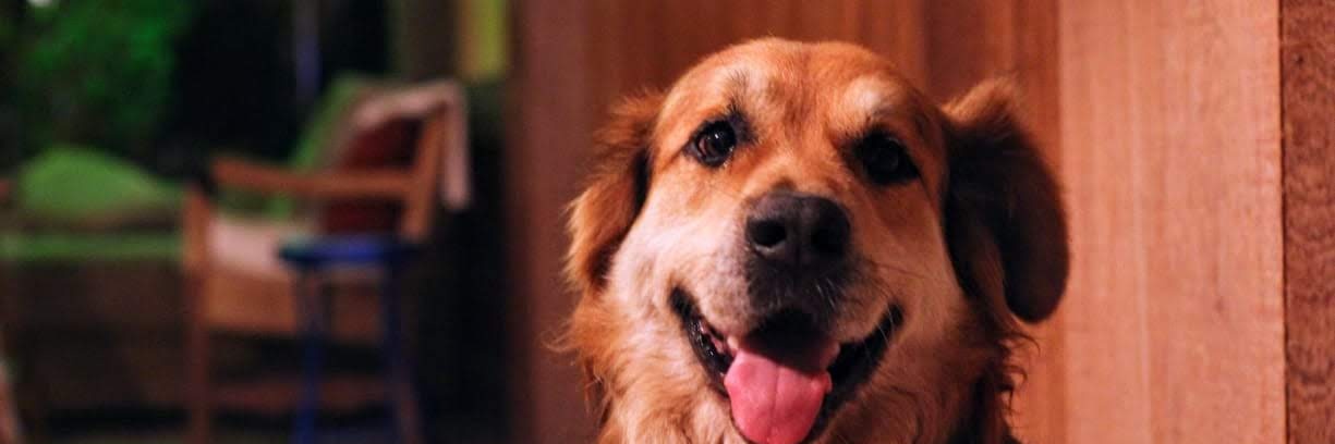 GUSTAVO Rodrigues Inácio banner