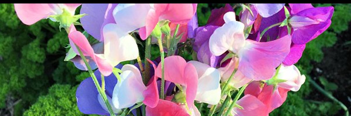 jane_james4's profile banner image