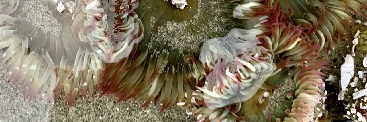 Un Real 🇨🇦 banner