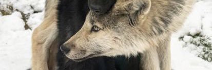 Great Red Mountain 👥 banner