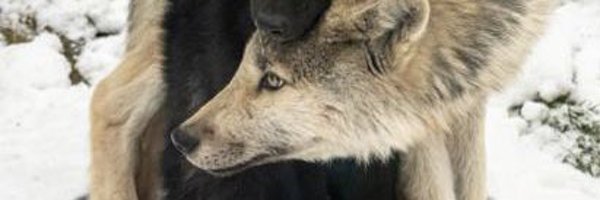 wolves_ink Profile Banner