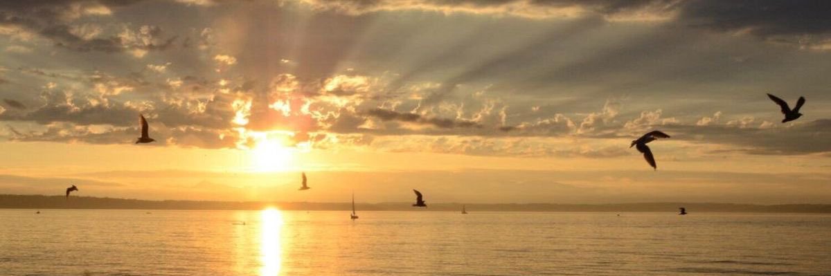 ser jenn 🗡️ banner