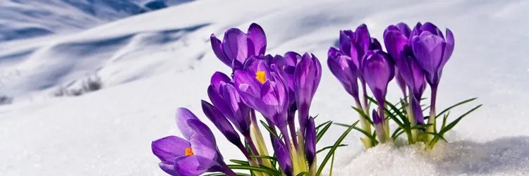 POLARIA!!! ˃͈◡˂͈ banner