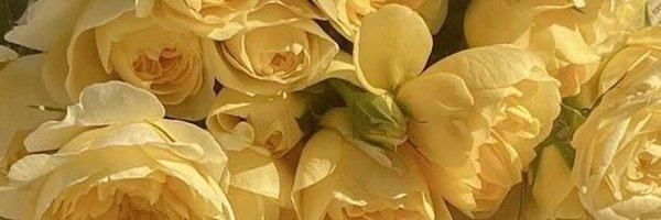 filmsavanzini Profile Banner