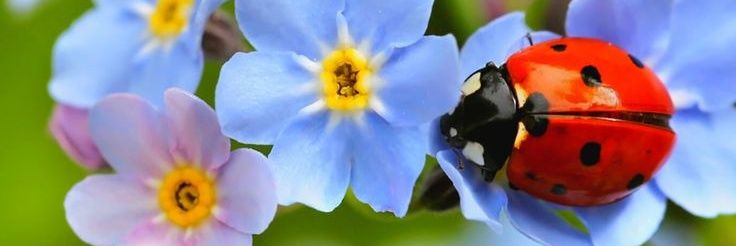 puddles #shtwt banner