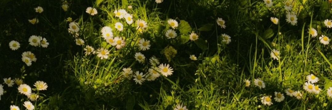 𝙥𝙪𝙩𝙩𝙞. banner