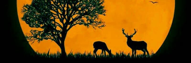 Amarshakur's profile banner image
