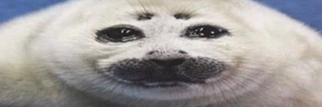 Nat/Misha 🦭 banner