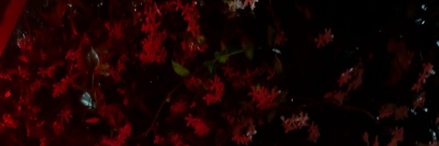 ☁️ poxbloom 🪷 banner