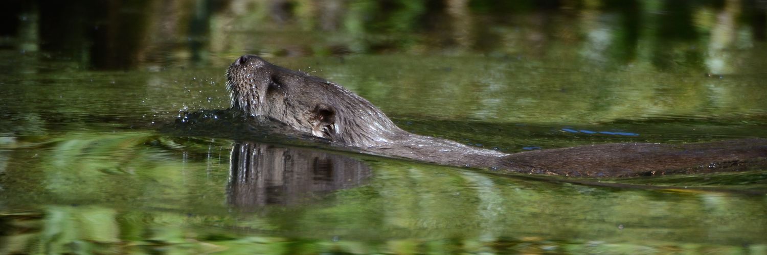 Brian Gort Wildlife banner