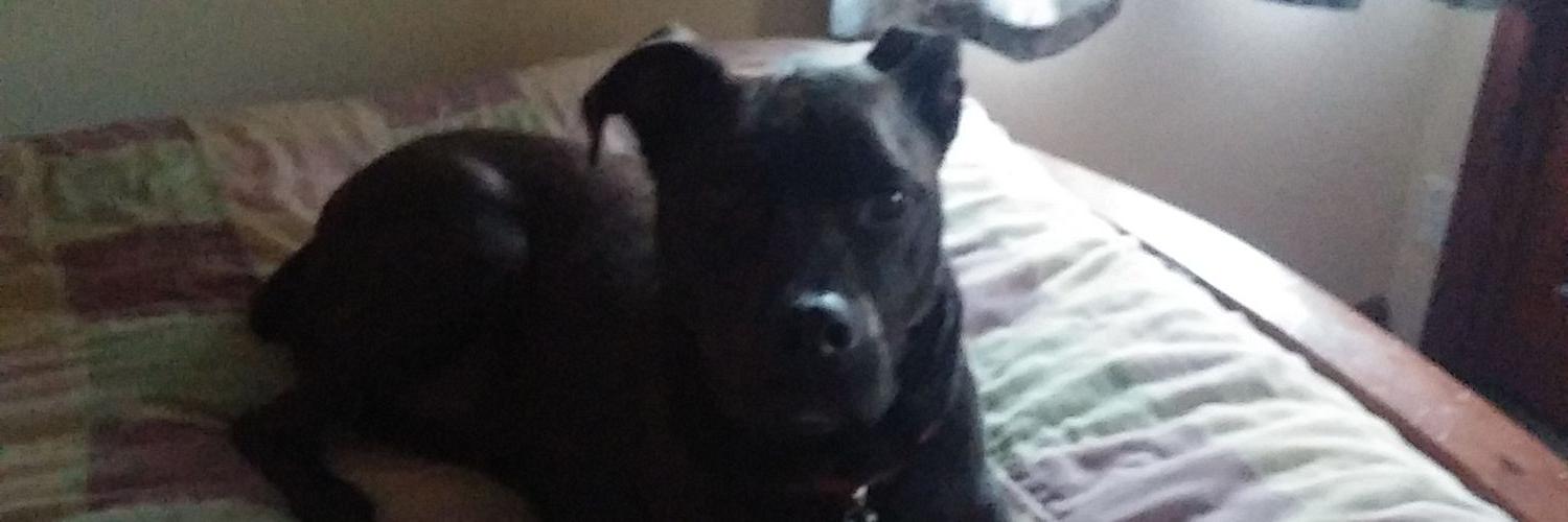 Sayward Gillen banner