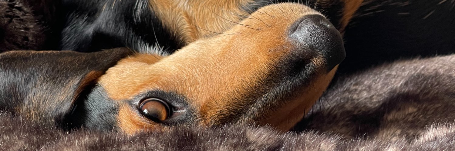 stylishdog's profile banner image