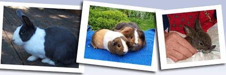 SARSBC's profile banner image
