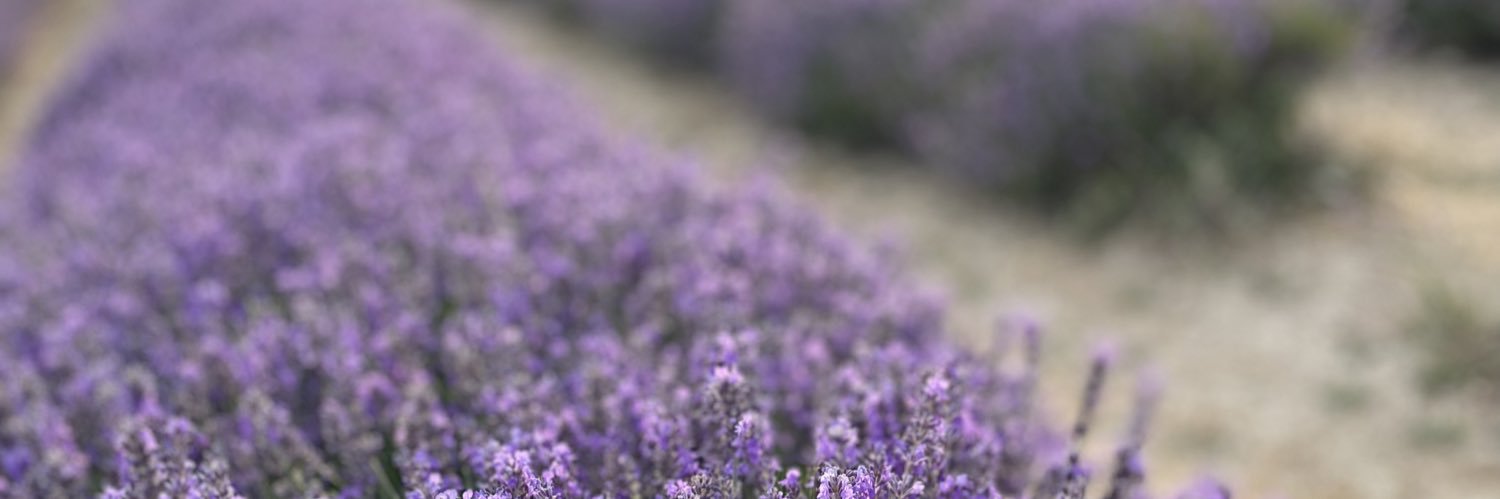 Lynette55's profile banner image