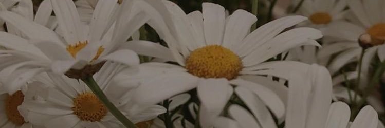 ameliannd's profile banner image