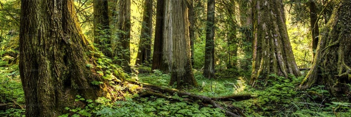 Beer-lahai-roi banner