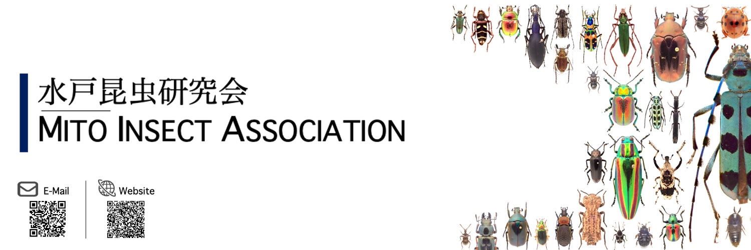 mitoinsect's profile banner image