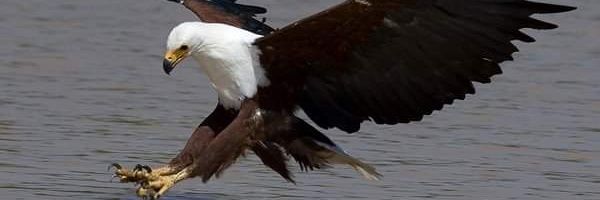 tchasura's profile banner image